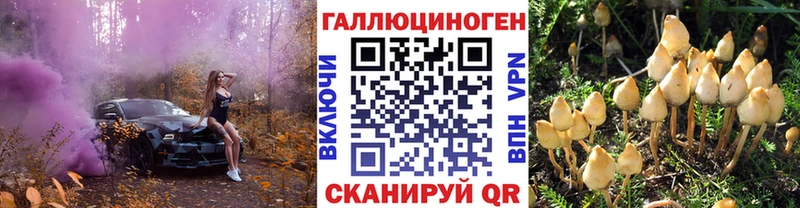 сколько стоит  Качканар  Псилоцибиновые грибы Psilocybe 